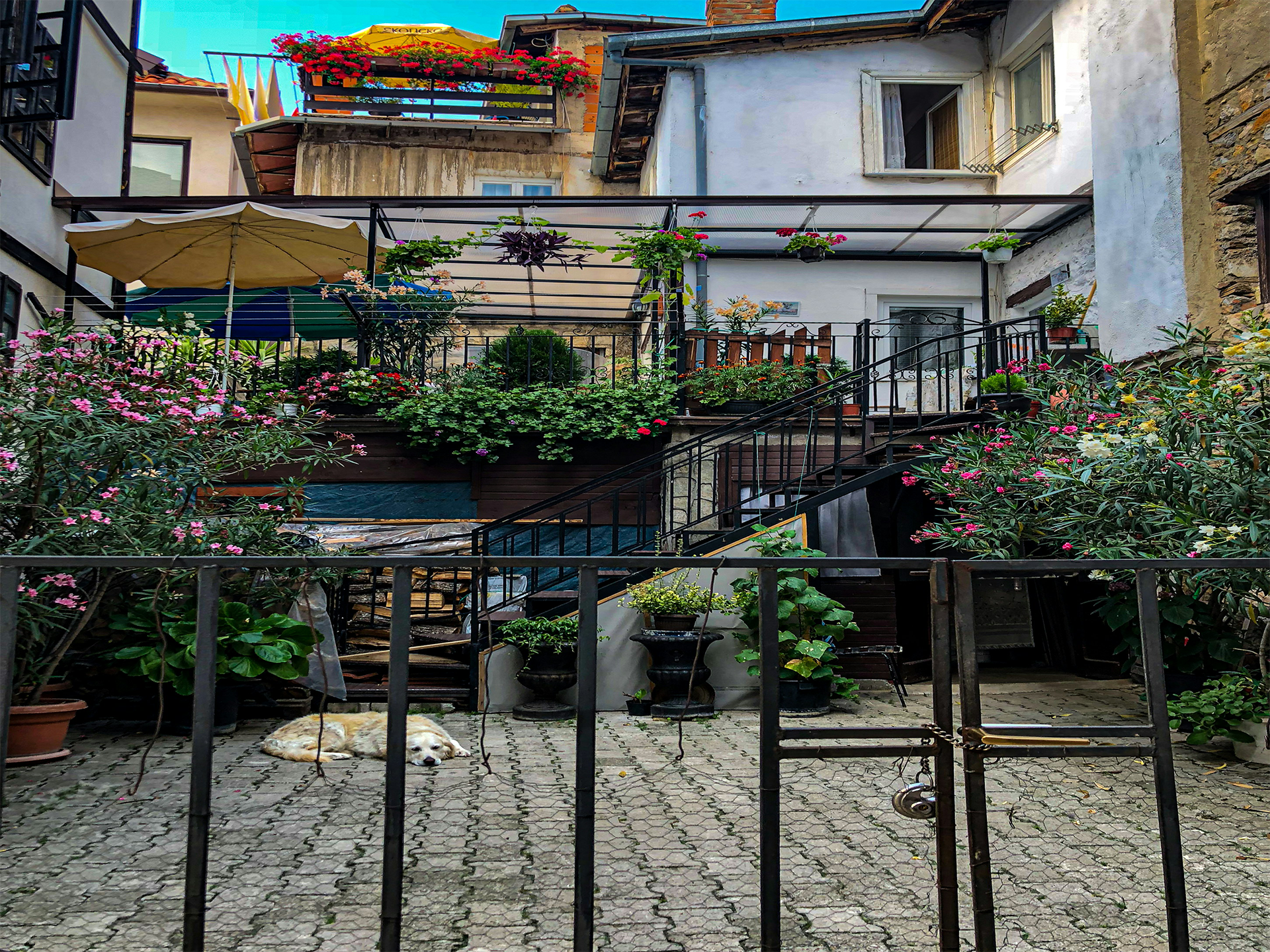 ohrid flowers